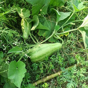 Striped Bottle Gourd Seeds