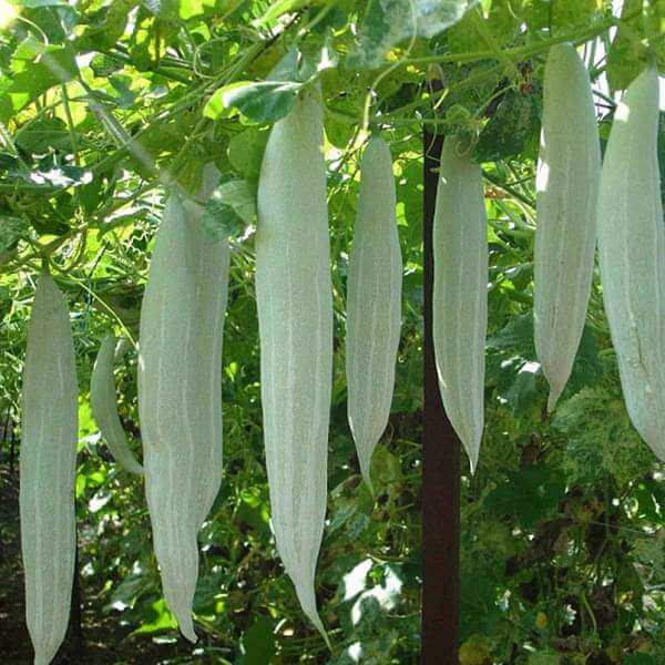 Suakwa Snake Gourd Seeds