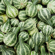Tennessee Gourd Seeds