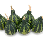 Tennessee Gourd Seeds
