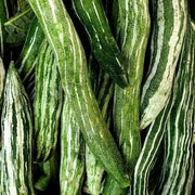Thai Short Snake Gourd Seeds
