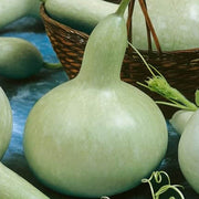 White Bottle Gourd Seeds