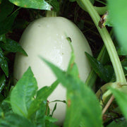 White Nest Egg Gourd Seeds