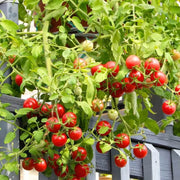 Gourmet Cherry Tomato Seeds