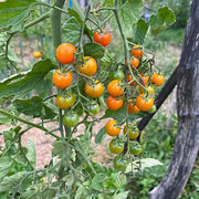 Gourmet Cherry Tomato Seeds