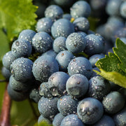 Black Corinth Grape Seeds