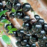 Jaboticaba Black Brazilian Grape Seeds
