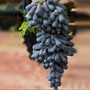Black Finger Grape Seeds