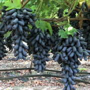 Black Finger Grape Seeds
