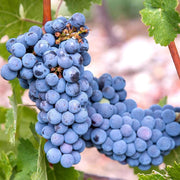 Dark Blue Grape Seeds