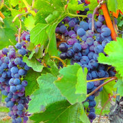 Dark Blue Grape Seeds