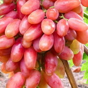 Gold Finger Grape Seeds