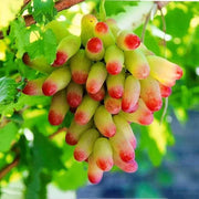 Green and Red Grape Seeds
