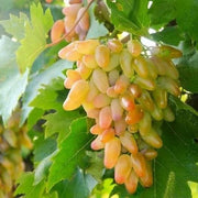 Green and Red Grape Seeds