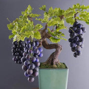 Japanese Miniature Grape Seeds