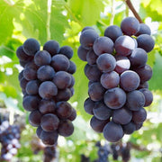 Japanese Miniature Grape Seeds