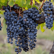 Merlot Grape Seeds