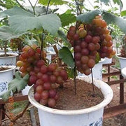 Miniature Bonsai Grape Seeds