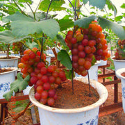 Miniature Bonsai Grape Seeds