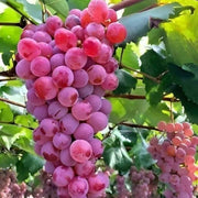 Miniature Dark Pink Grape Seeds