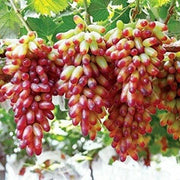 Miniature Pink Grape Seeds