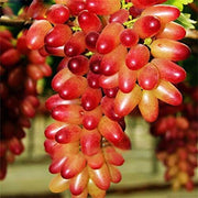 Miniature Pink Grape Seeds