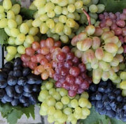 Mixed Colors Grape Seeds