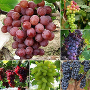 Mixed Colors Grape Seeds