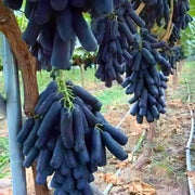 Moon Drops Black Grape Seeds