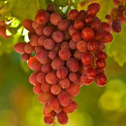 Seedless Grape Seeds