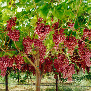 Seedless Grape Seeds