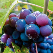 Blue Indigo Grape Seeds