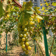 Green Brazilian Grape Seeds