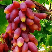 Gold Finger Grape Seeds