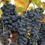 Uva Trepadoras Grape Seeds