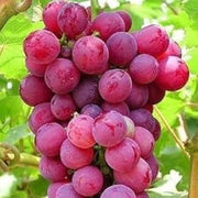 Miniature Dark Pink Grape Seeds
