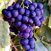 Purple Grape Seeds