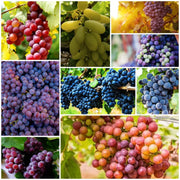 Grape Seeds, Vitis vinifera Fruit Seeds