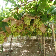 Grape Seeds, Vitis vinifera Fruit Seeds