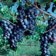 Grape Seeds, Vitis vinifera Fruit Seeds
