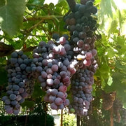 Grape Seeds, Vitis vinifera Fruit Seeds