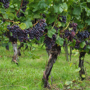 Grape Seeds, Vitis vinifera Fruit Seeds