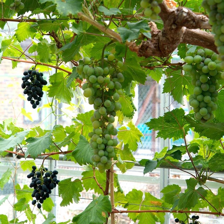 Grape Seeds, Vitis vinifera Fruit Seeds