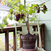Grape Seeds, Vitis vinifera Fruit Seeds