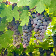 Grape Seeds, Vitis vinifera Fruit Seeds