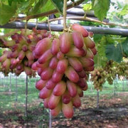 Brown Green Grape Seeds