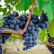 Concord Grape Seeds