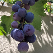 Purple Grape Seeds