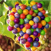 Rainbow Grape Seeds
