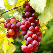 Red Grape Seeds